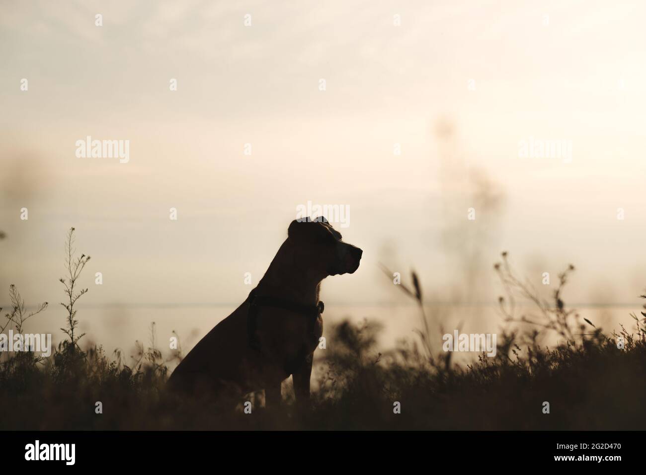 Silhouette de chien dans l'herbe au bord de la mer au coucher du soleil Banque D'Images
