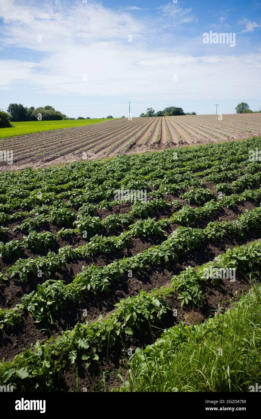 Un champ de potoes en pleine croissance dans le Lancashire Banque D'Images