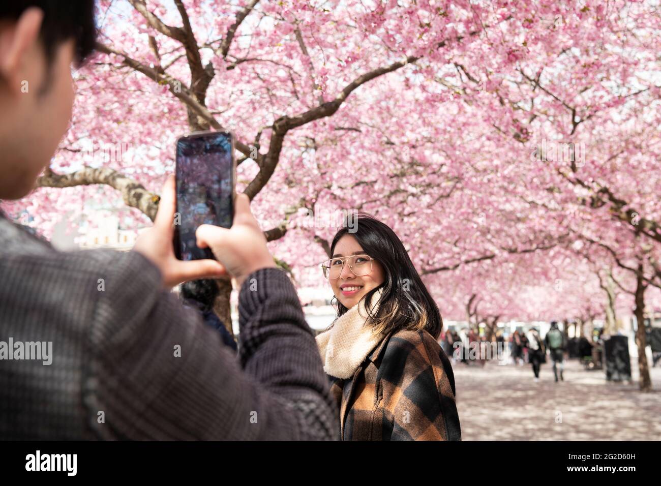Homme photographiant la femme contre la fleur de cerisier Banque D'Images
