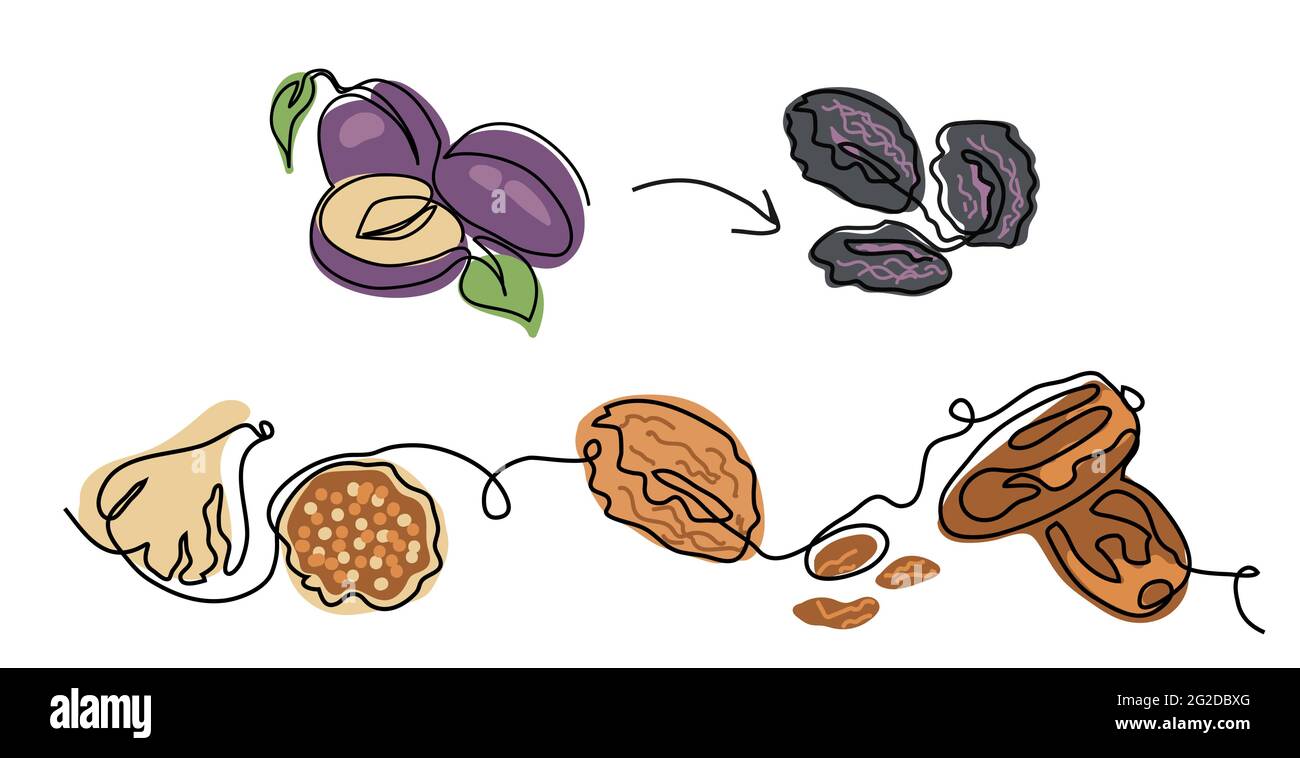 Illustration vectorielle minimaliste de fruits secs. Pruneaux, prunes séchées, abricots, figues, raisins secs, dates. Fruit une illustration de dessin de ligne continue Illustration de Vecteur