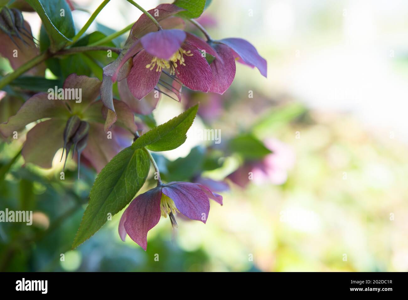 Fleur hellébore pourpre de l'helléborus hybridus (rose de Noël ou de Lenten) poussant dans le jardin de printemps. Concept de floraison printanière Banque D'Images