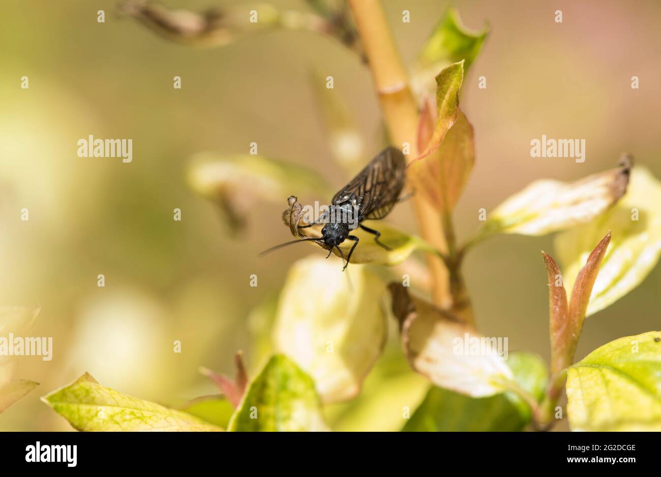 Alder Fly (Sialis sp) Banque D'Images