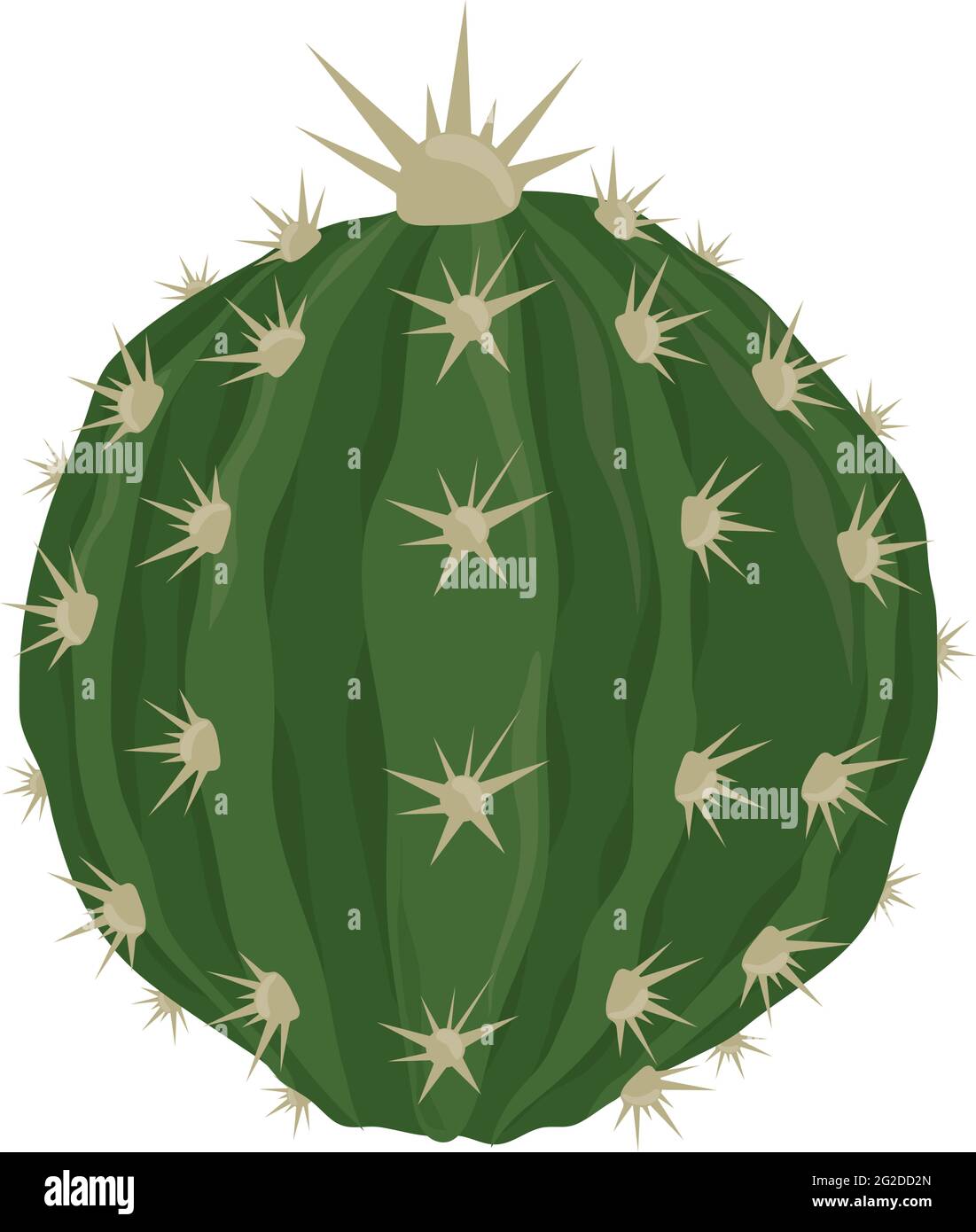 cactus globe nature Illustration de Vecteur