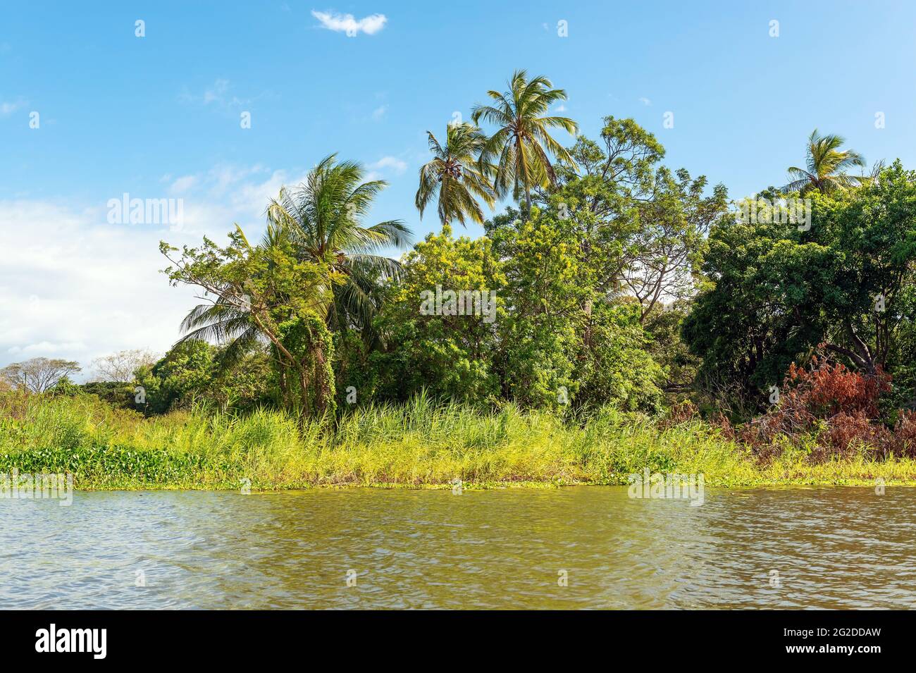 Îles tropicales célèbres pour l'observation des oiseaux connus sous le nom d'Isletas dans le lac du Nicaragua près de la ville de Grenade, Nicaragua. Banque D'Images