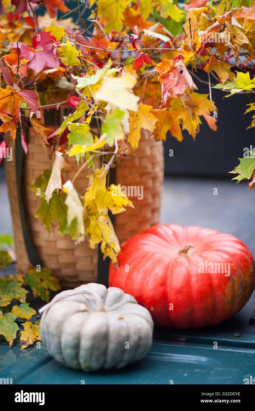 Citrouilles bleues et orange avec panier de collecte et branches avec feuillage d'automne Banque D'Images