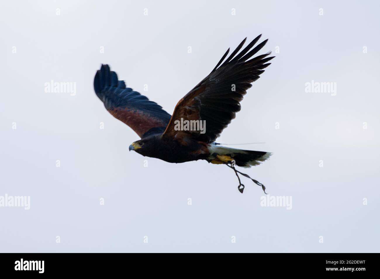 Le faucon de Harris (Parabuteo unicinctus), qui vole dans l'air anciennement connu sous le nom de faucon à ailes de baie ou faucon dusky d'Amérique du Sud dans le centre de conservation Banque D'Images