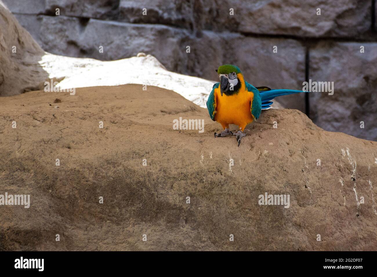 Une macaw bleu et jaune (Ara ararauna) ou une macaw bleu et or se dresse sur la roche. Banque D'Images