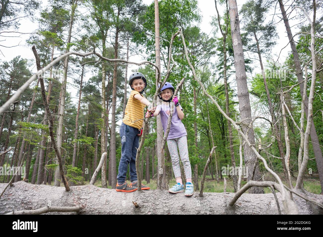 Un frère et une sœur se tiennent debout sur un arbre tombé tout en portant des casques de cyclisme. Banque D'Images