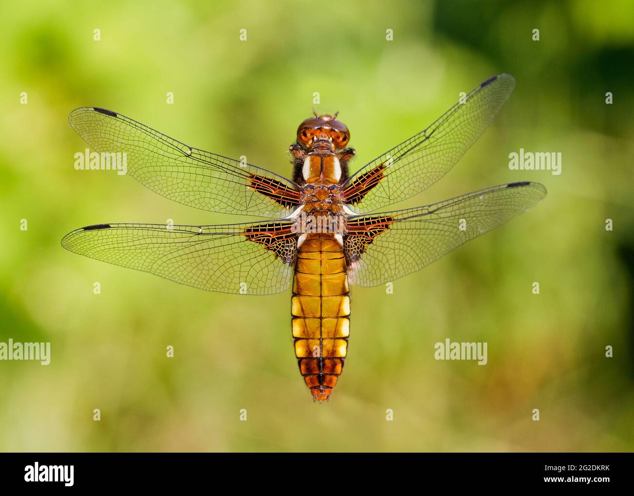 Gros plan d'une libellule, une chaser femelle à corps large Banque D'Images