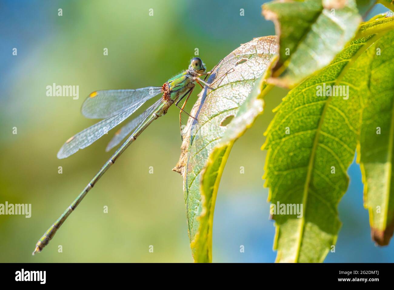 Gros plan détail d'un western willow emerald Chalcolestes viridis demoiselle, d'insectes, se reposant dans le soleil Banque D'Images