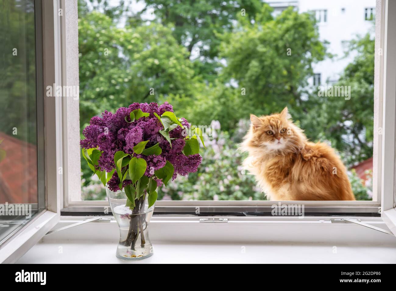 Un chat rouge doux est assis à une fenêtre ouverte Banque D'Images
