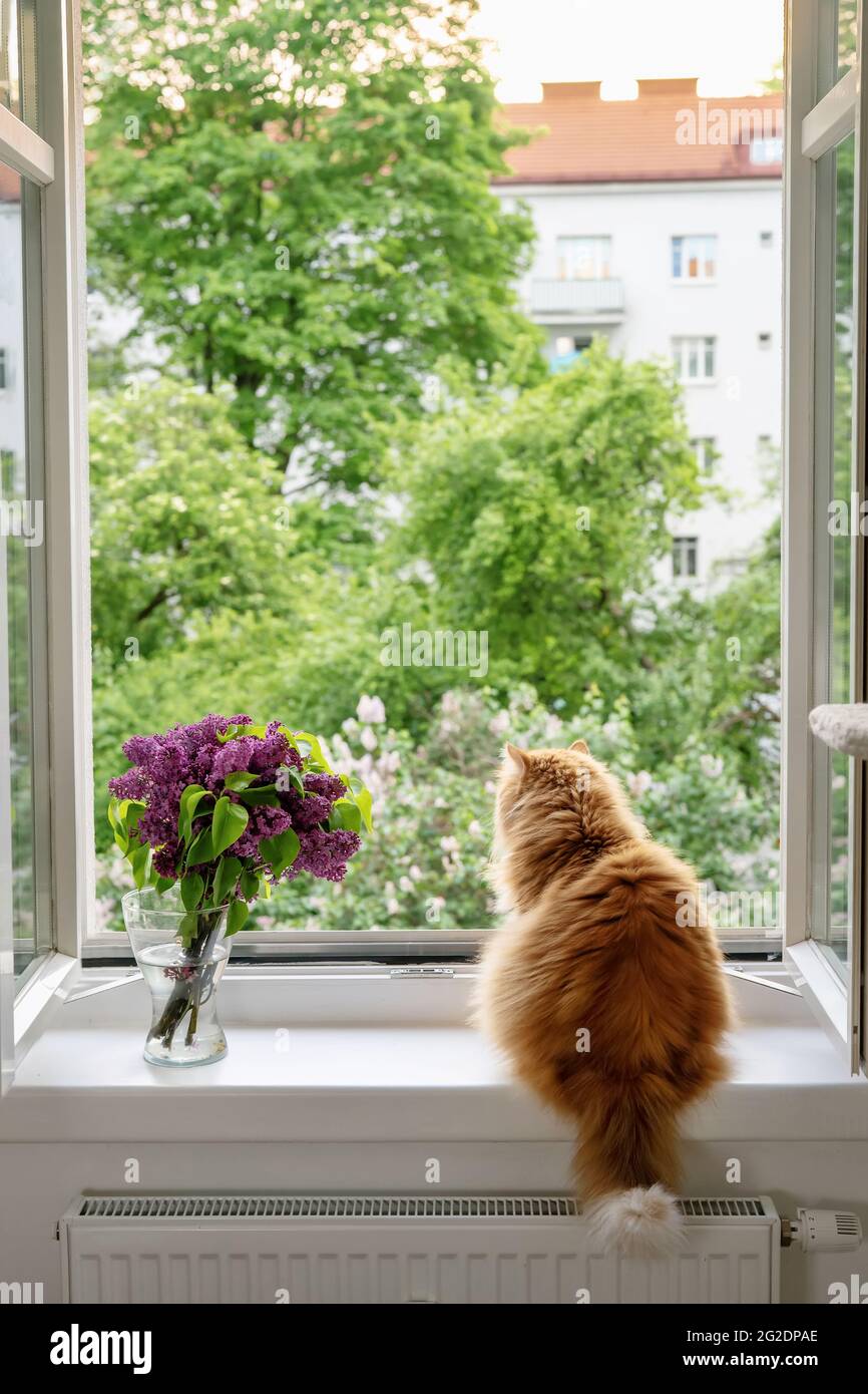 Un chat est assis à côté d'un vase avec des fleurs à la fenêtre ouverte Banque D'Images