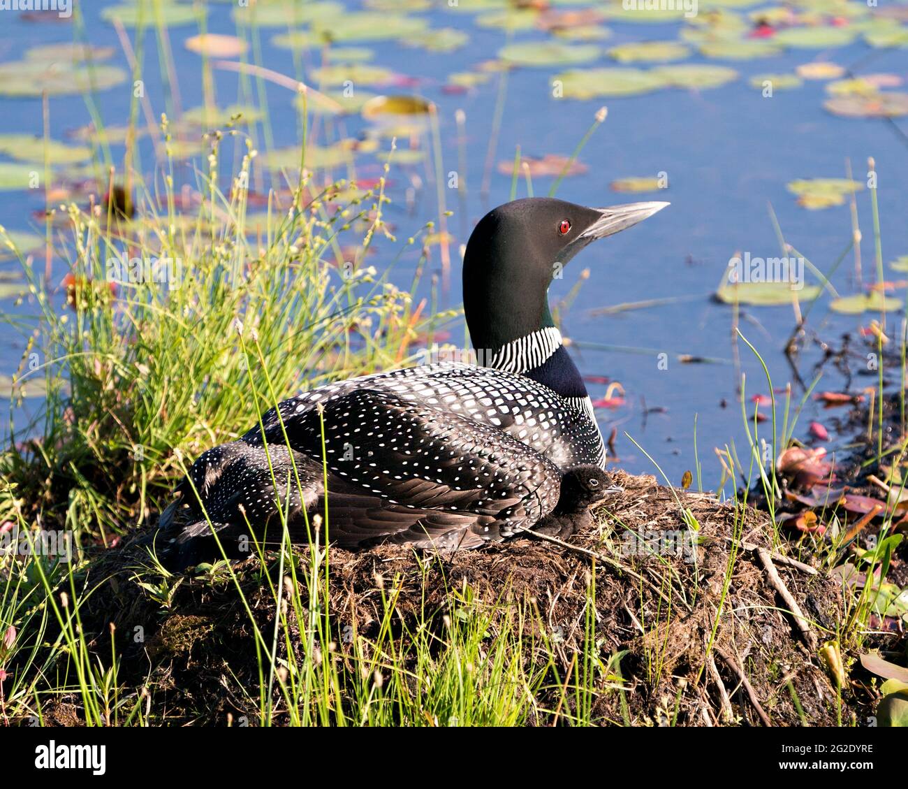 Le Loon commun avec un bébé de jour poussait sous ses ailes de plumes sur le nid protégeant et prenant soin du bébé dans son environnement et son habitat. Loon M Banque D'Images Le Loon commun avec un bébé de jour poussait sous ses ailes de plumes sur le nid protégeant et prenant soin du bébé dans son environnement et son habitat. Loon M Banque D'Images
