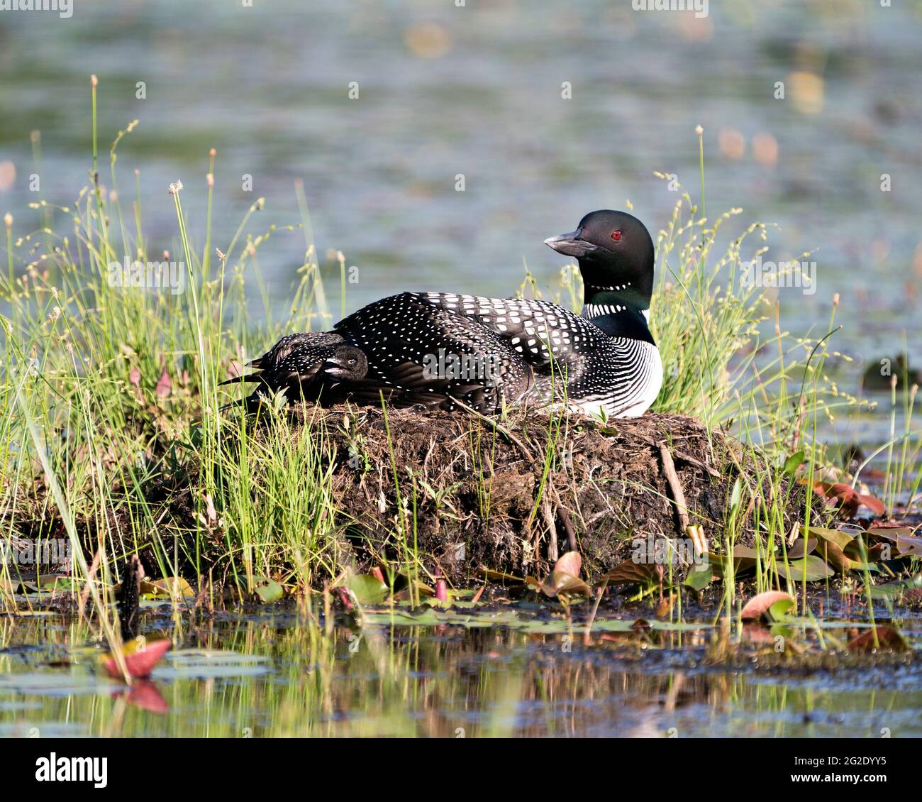 Le Loon commun avec un bébé de jour poussait sous ses ailes de plumes sur le nid protégeant et prenant soin du bébé dans son environnement et son habitat. Loon M Banque D'Images