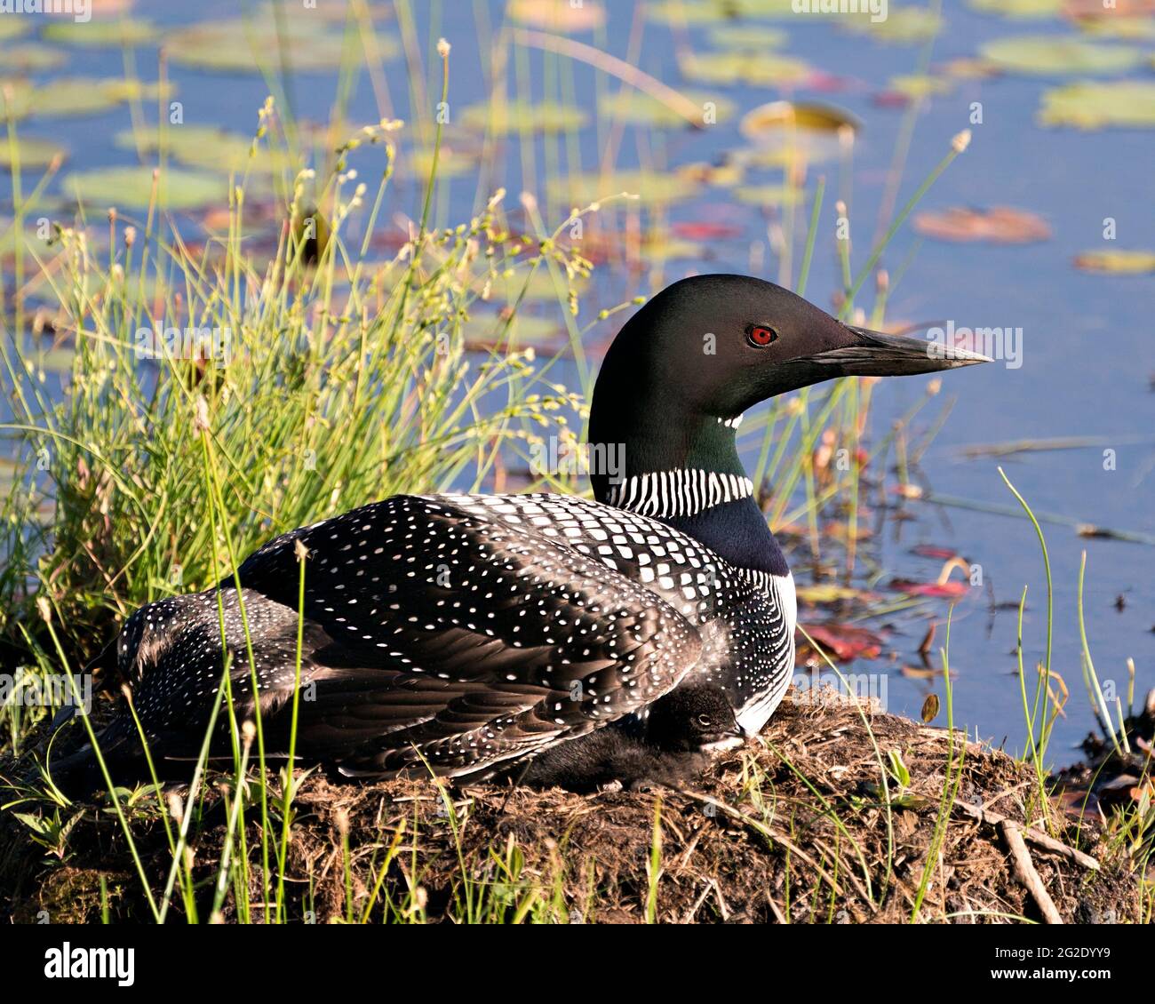 Le Loon commun avec un bébé de jour poussait sous ses ailes de plumes sur le nid protégeant et prenant soin du bébé dans son environnement et son habitat. Loon M Banque D'Images Le Loon commun avec un bébé de jour poussait sous ses ailes de plumes sur le nid protégeant et prenant soin du bébé dans son environnement et son habitat. Loon M Banque D'Images
