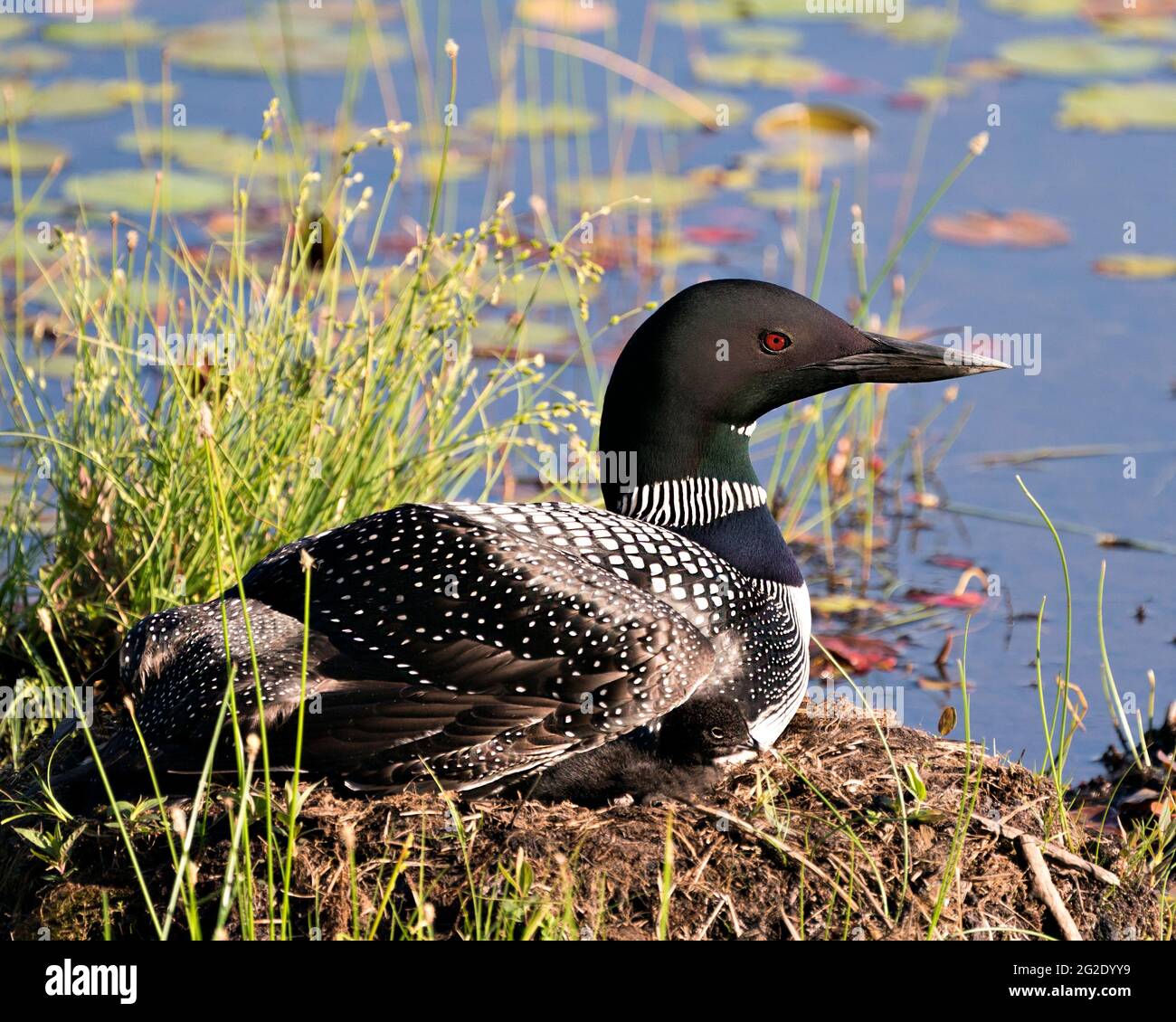 Le Loon commun avec un bébé de jour poussait sous ses ailes de plumes sur le nid protégeant et prenant soin du bébé dans son environnement et son habitat. Loon M Banque D'Images