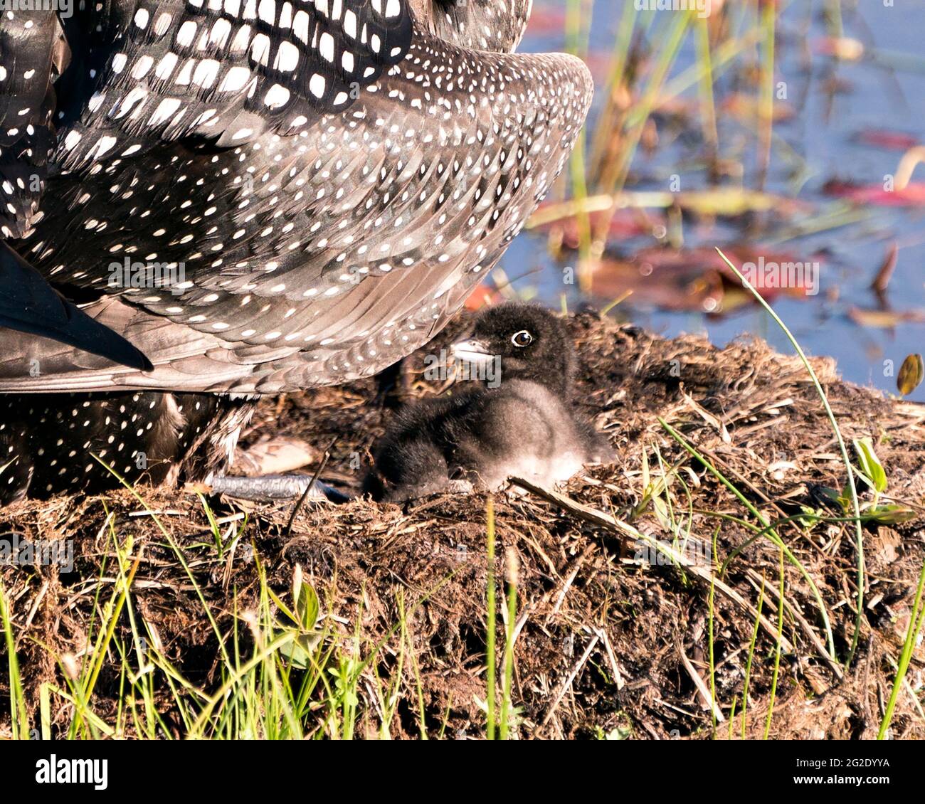 Le Loon de bébé commun poussait un jour sous les ailes de plumes des parents sur le nid dans son environnement et son habitat. Poussette bébé Loon. Image. Image. PORTRA Banque D'Images