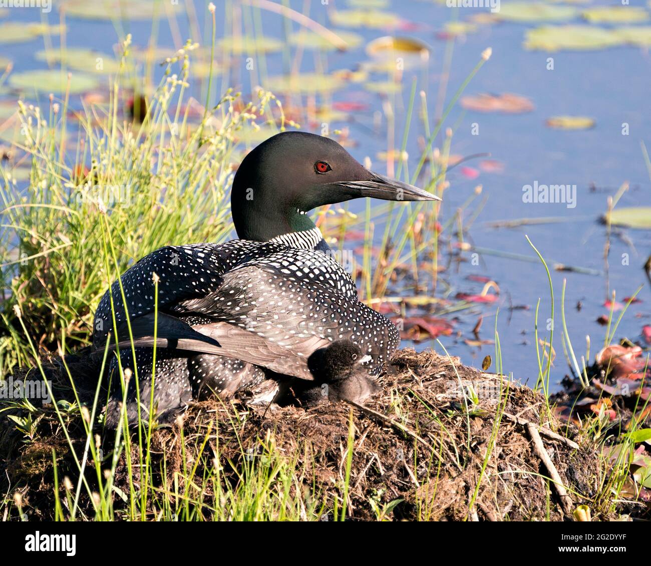 Le Loon commun avec un bébé de jour poussait sous ses ailes de plumes sur le nid protégeant et prenant soin du bébé dans son environnement et son habitat. Loon M Banque D'Images