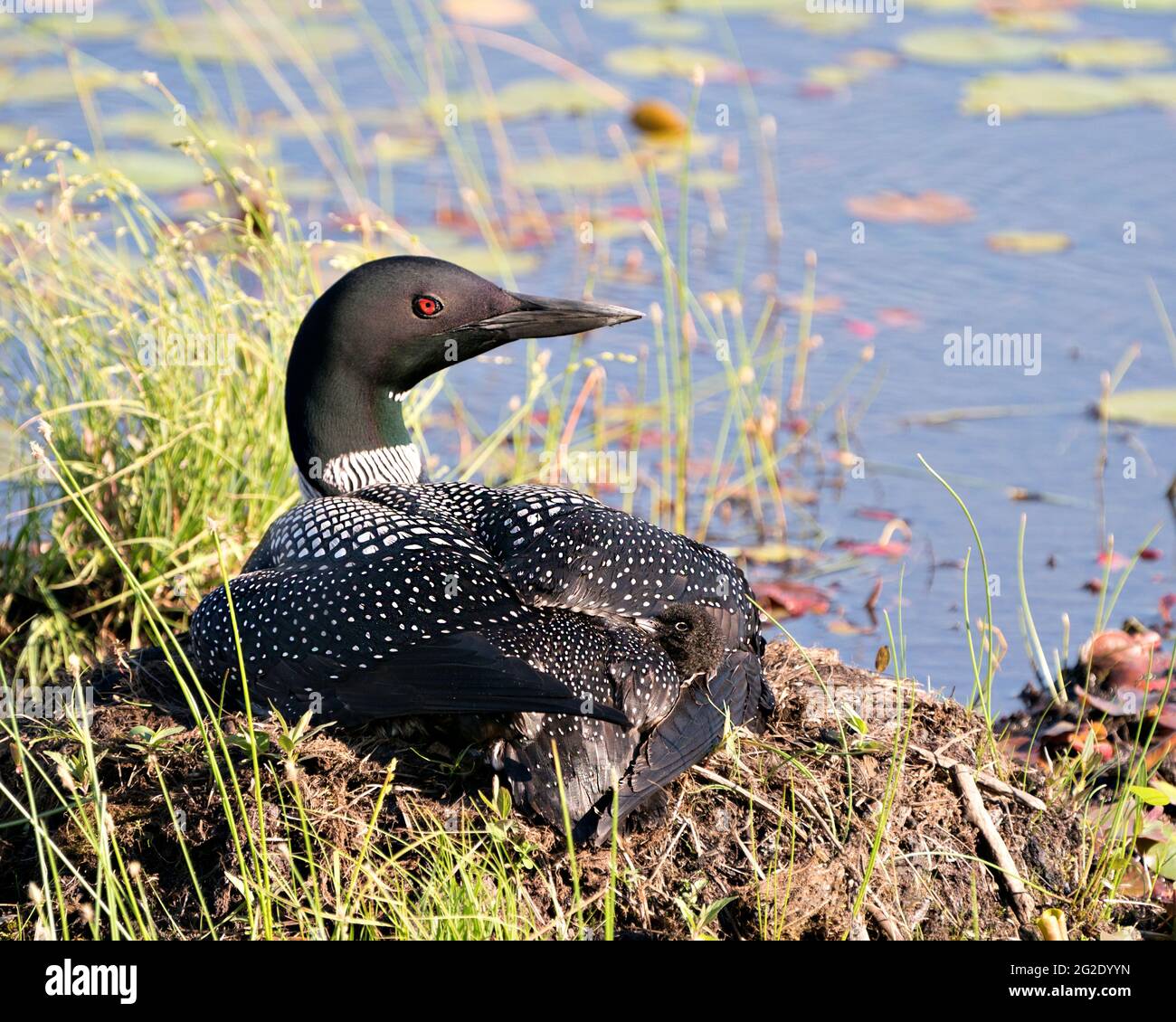 Le Loon commun avec un bébé de jour poussait sous ses ailes de plumes sur le nid protégeant et prenant soin du bébé dans son environnement et son habitat. Loon M Banque D'Images