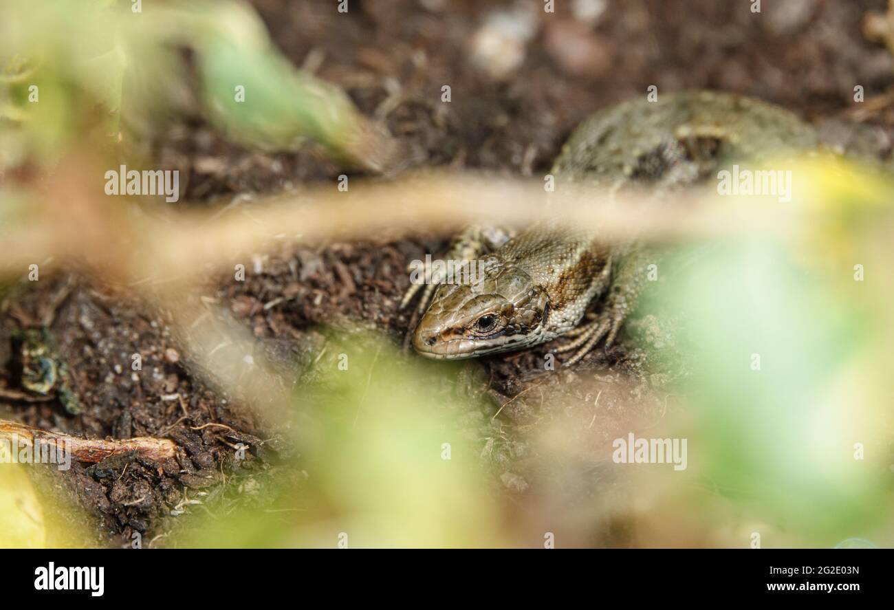 Le lézard commun du Royaume-Uni baigne au soleil Banque D'Images