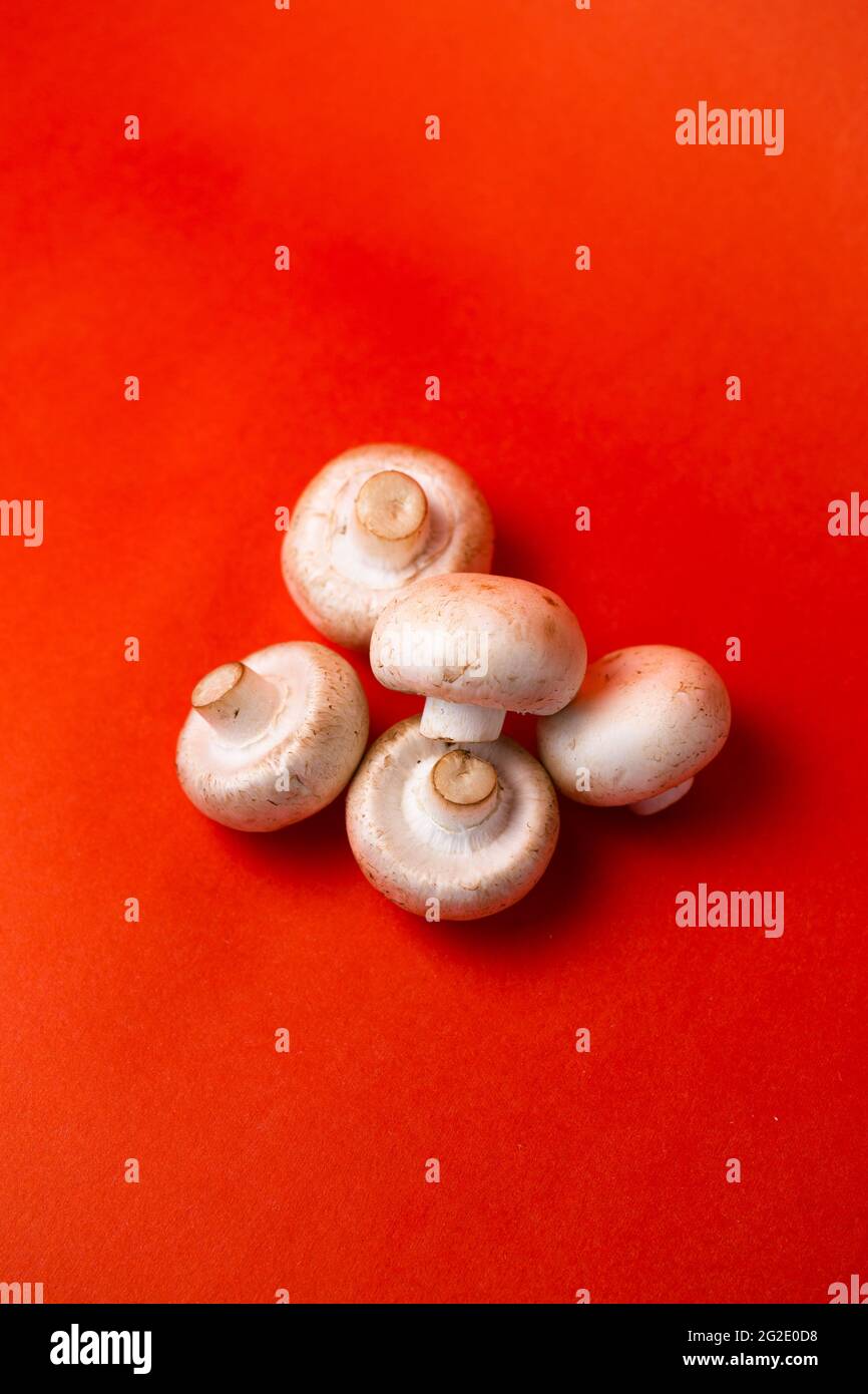 Vue depuis le dessus des champignons blancs sur fond rouge. Banque D'Images