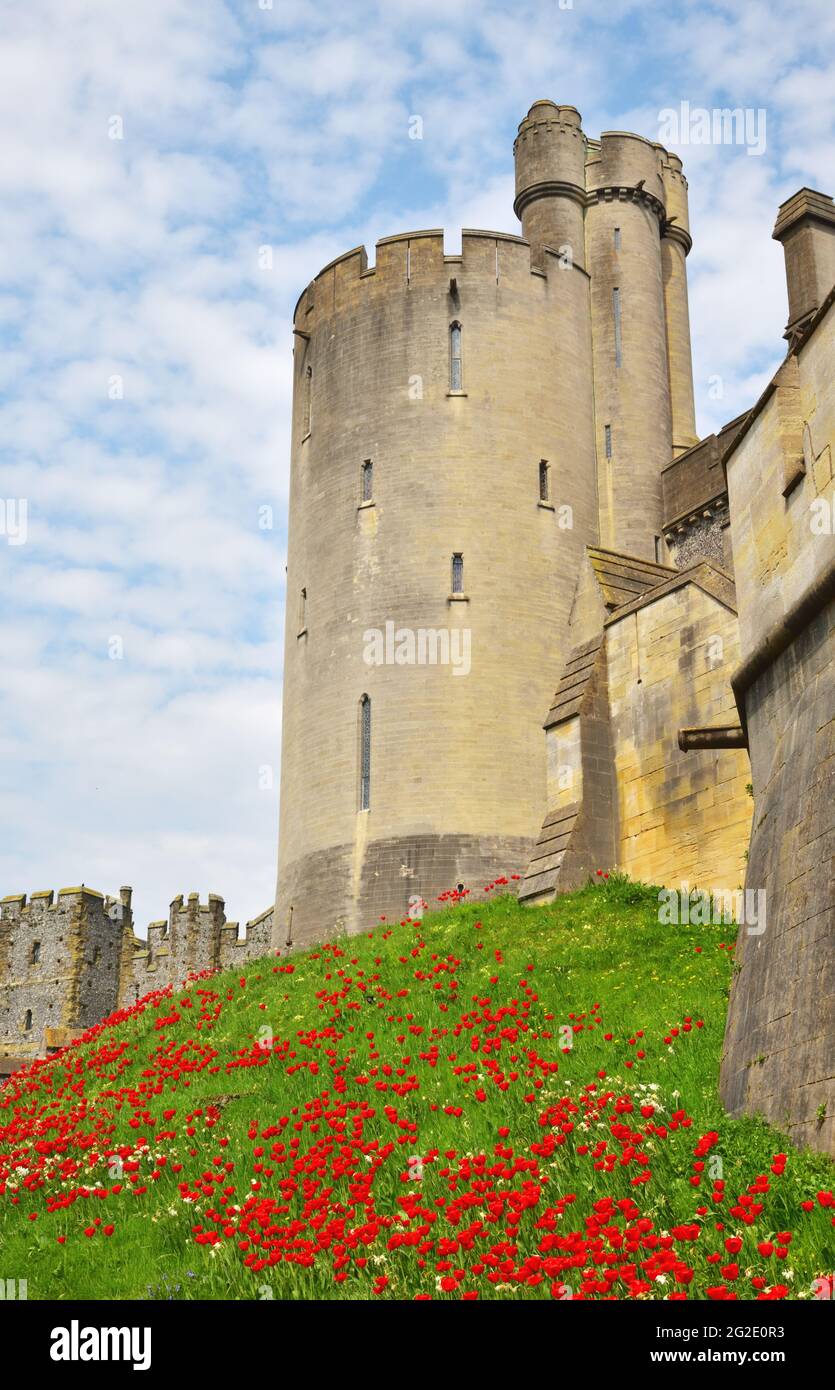 Château d'Arundel, Arundel, West Sussex, pendant le Festival annuel des tulipes Banque D'Images