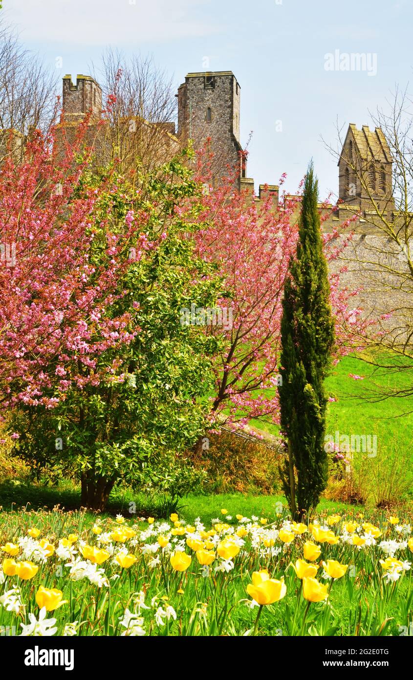 Château d'Arundel, Arundel, West Sussex, pendant le Festival annuel des tulipes Banque D'Images