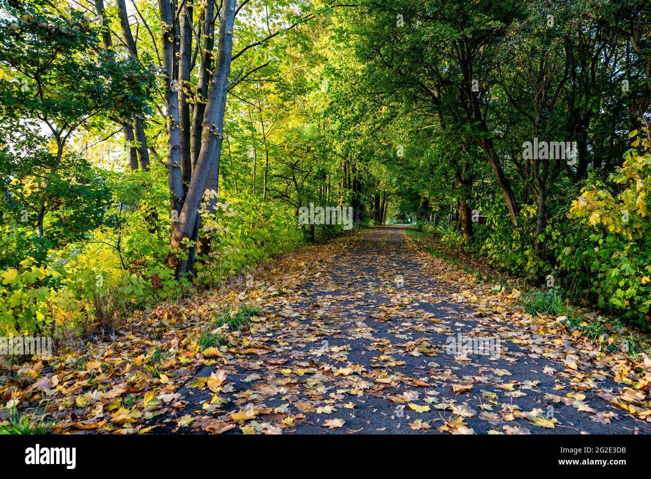 Chemin avec feuilles d'automne et arbres verts Banque D'Images