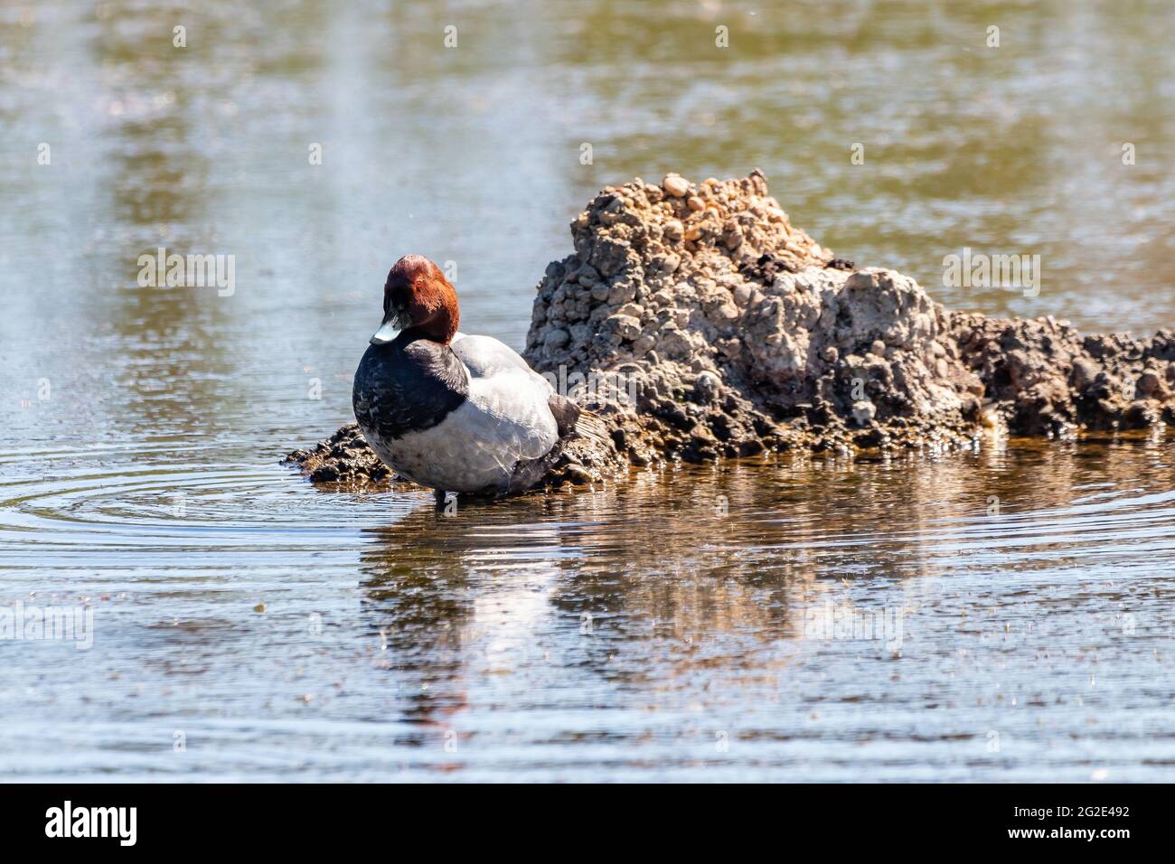 Le verger commun est un canard de plongée de taille moyenne. Le nom scientifique est Aythya ferina. Photo prise dans le parc naturel de marismas del Odiel à Huelva, Andal Banque D'Images