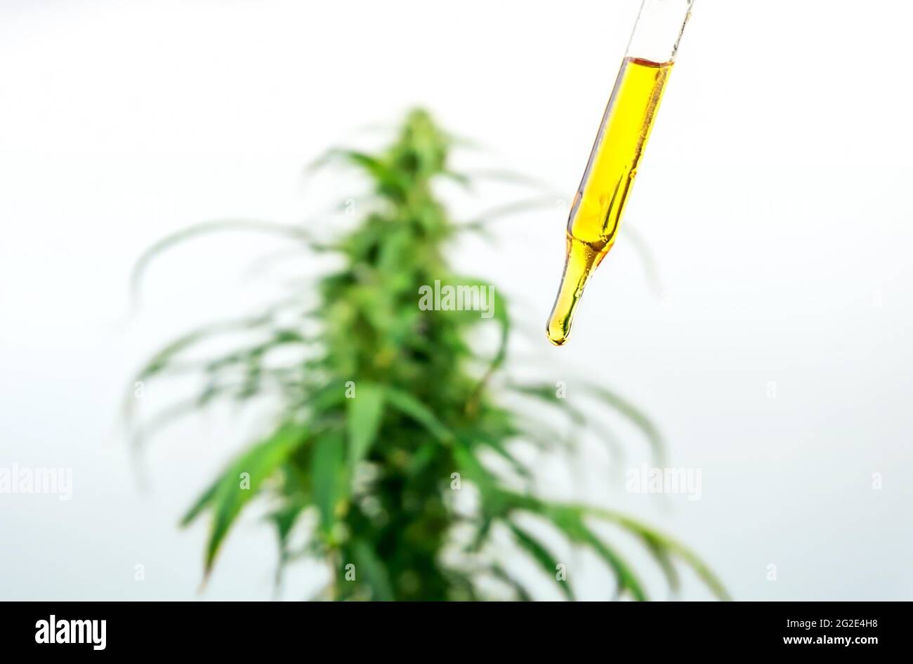 Pipette avec de l'huile de cannabis CBD contre la plante de chanvre de marijuana médicale Banque D'Images