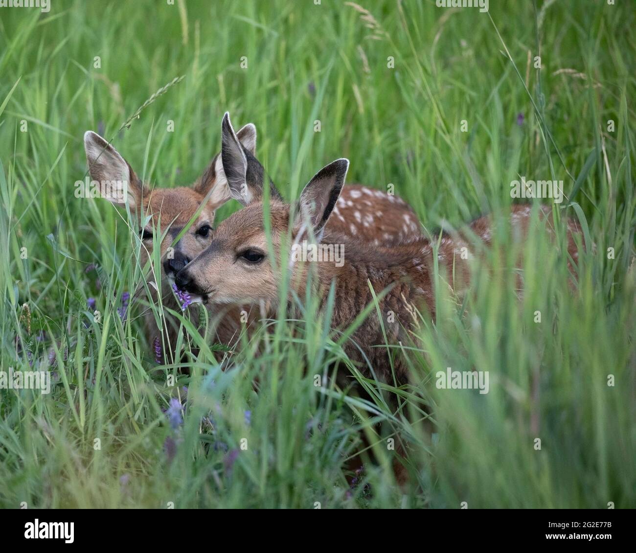 Deux faons de cerf mulet mangeant dans un pré herbacé. Banque D'Images