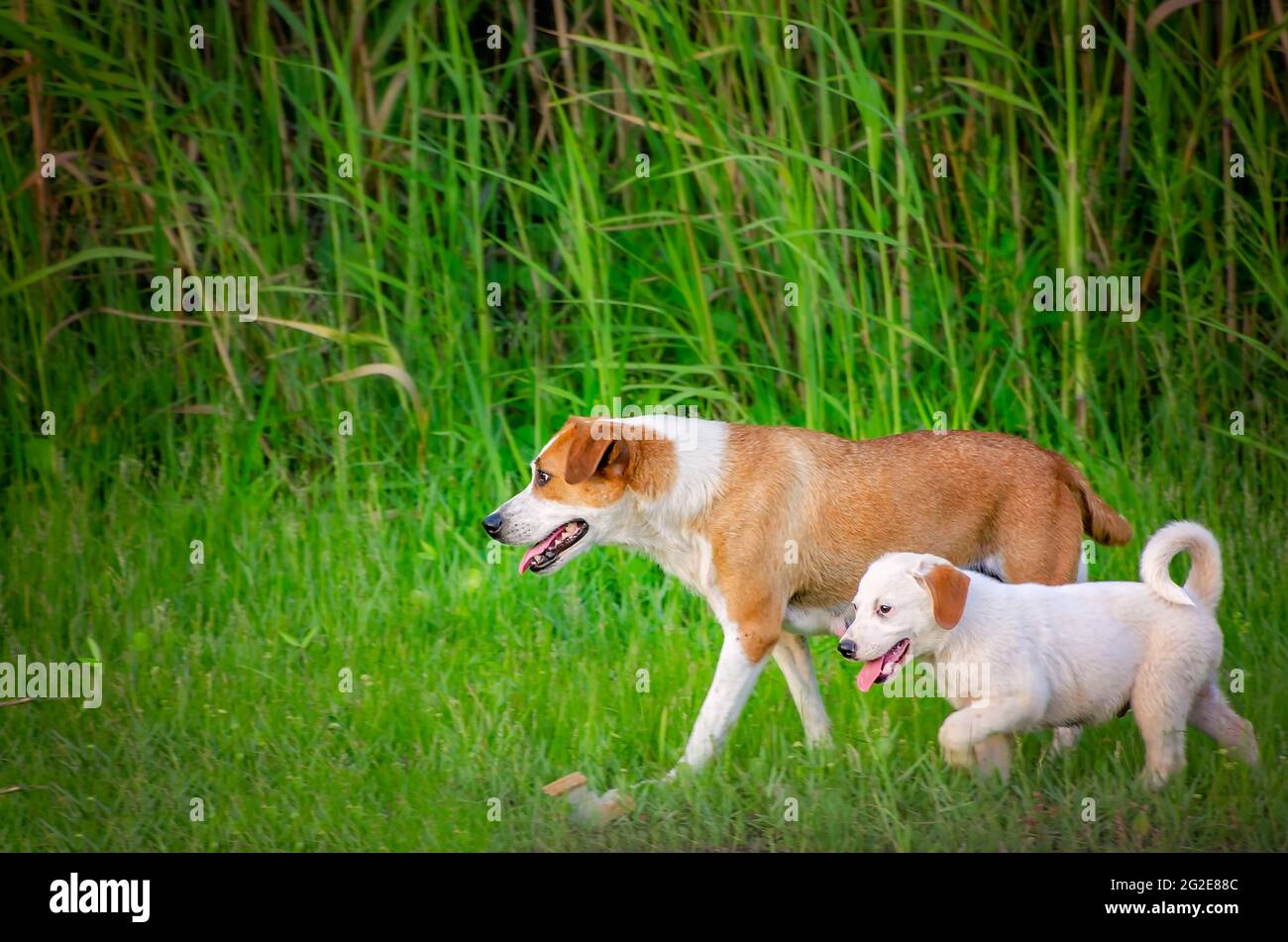 Une mère de chien marche sur le côté d'une route avec l'un de ses chiots, le 9 juin 2021, à Bayou la Batre, Alabama. La paire faisait partie d'un groupe de d errants Banque D'Images