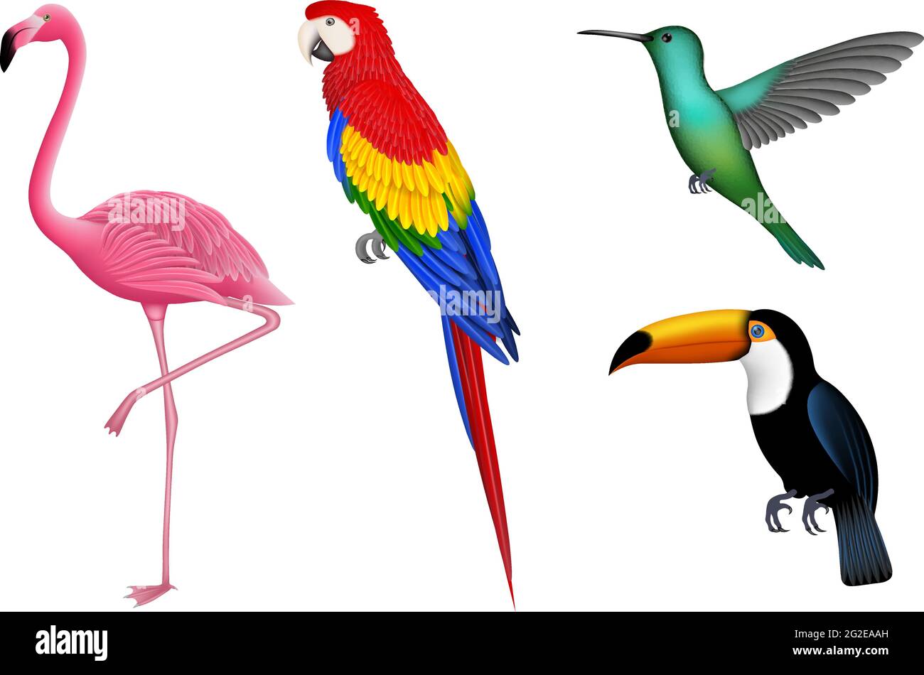 Ensemble d'oiseaux exotiques isolés. Oiseaux tropicaux pour les fonds d'été. Flamingo, perroquet, colibri et toucan. Illustration de Vecteur