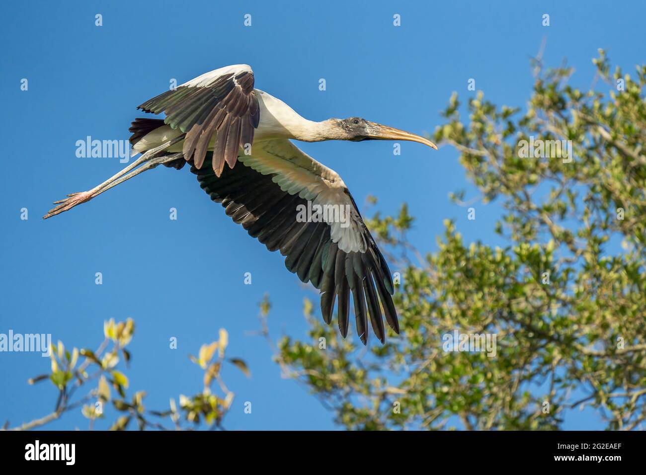 Une cigogne en bois en vol au-dessus de Saint Augustine, Floride Banque D'Images