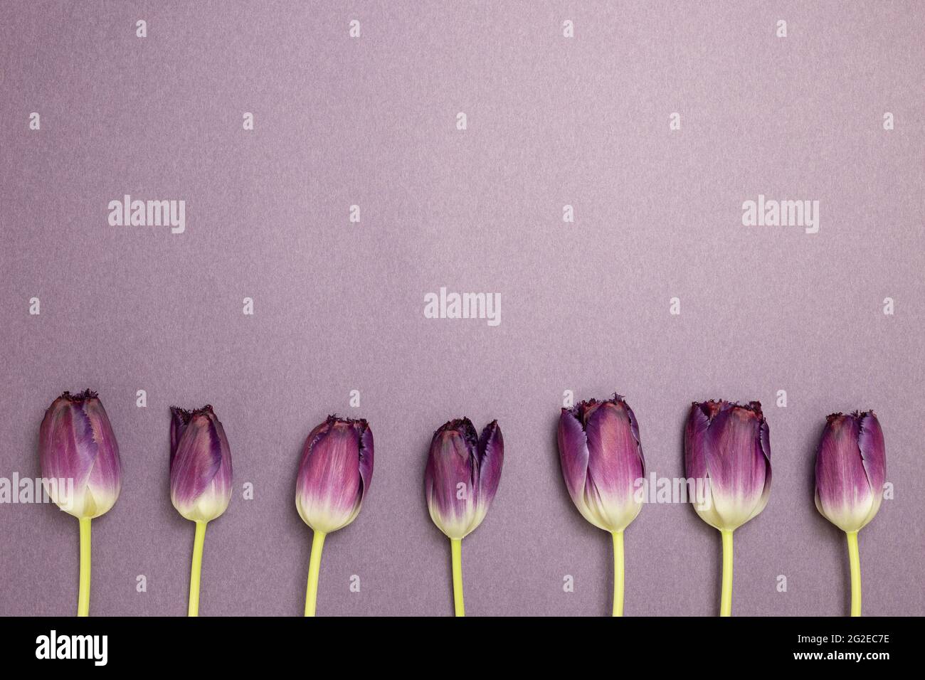 Fleurs de tulipe violettes sur fond violet. flat lay, vue de dessus, espace de copie Banque D'Images