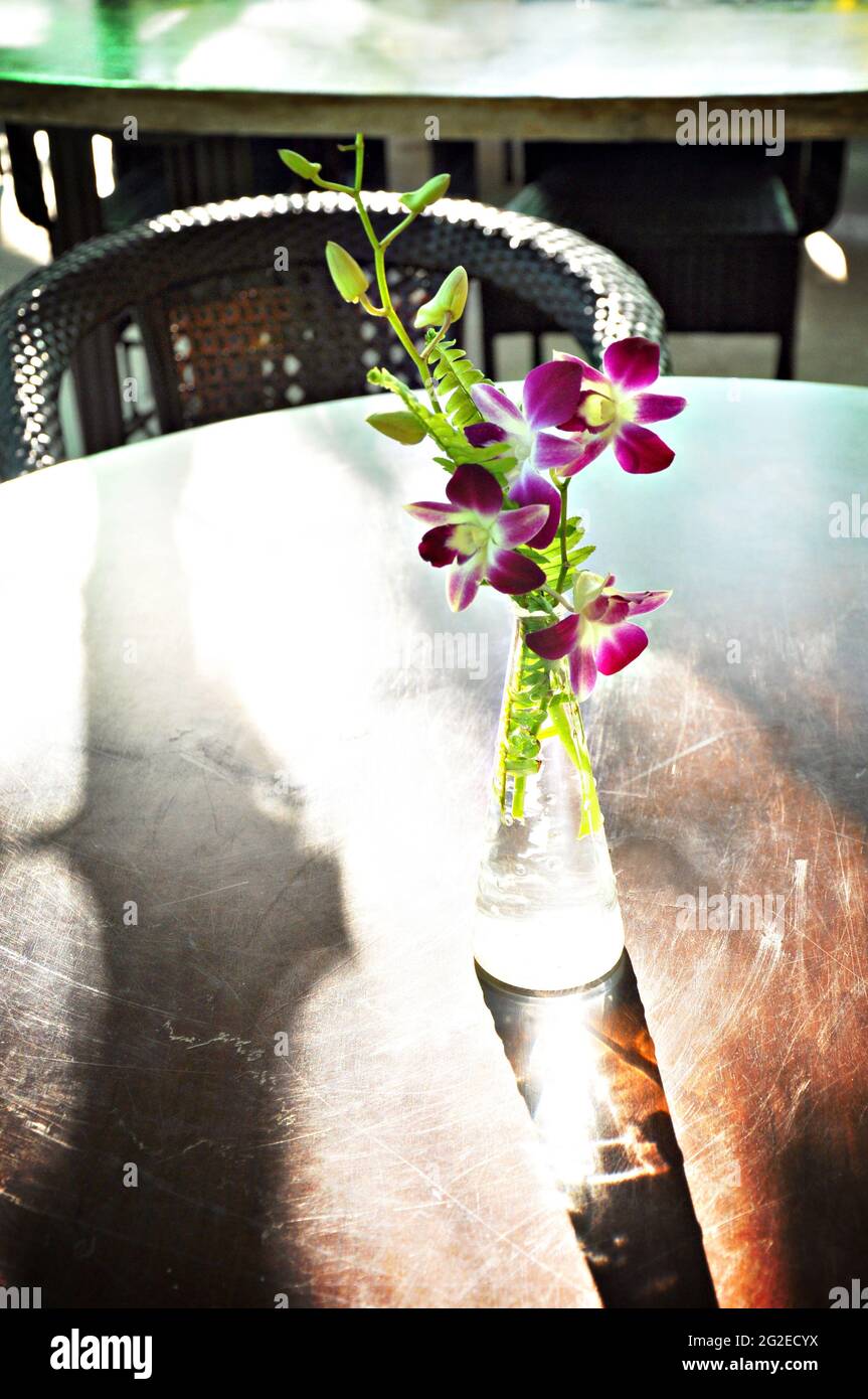 Orchidée violette dans un vase transparent Banque D'Images