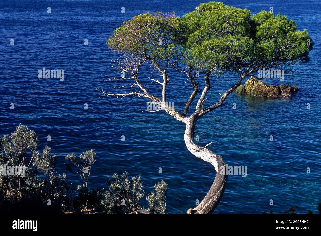 FRANCE. VAR (83) CAP DE DRAMONT SUR LA CÔTE D'AZUR Banque D'Images