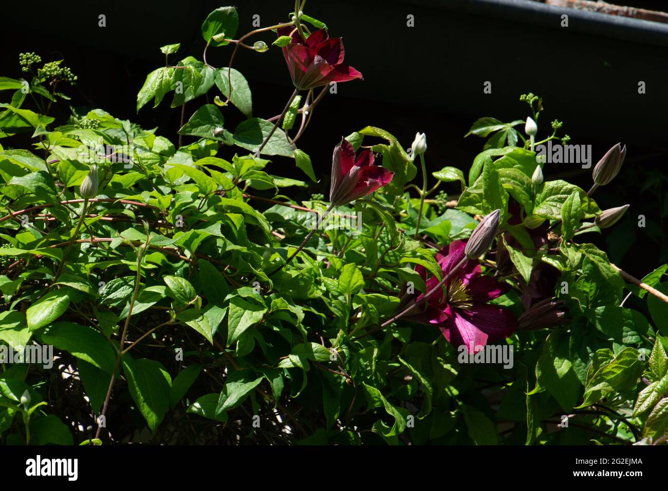 Clematis Jackmanii Superba de couleur violette grimpant sur la façade de la maison Banque D'Images