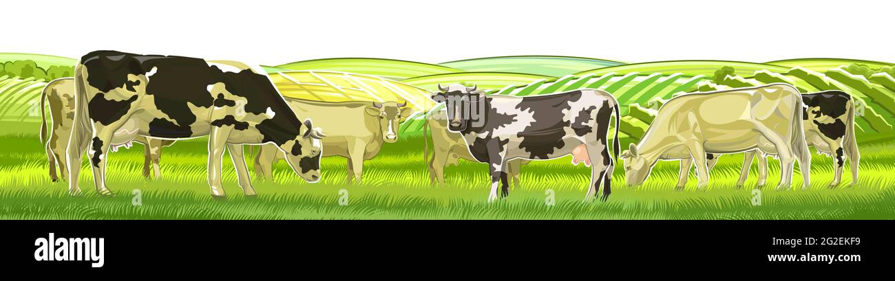 Un troupeau de vaches se retrouve parmi les collines rurales. Pâturages. Prés et champs. Paysage de village rustique. Travaux agricoles. Isolé sur fond blanc. Vecteur Illustration de Vecteur