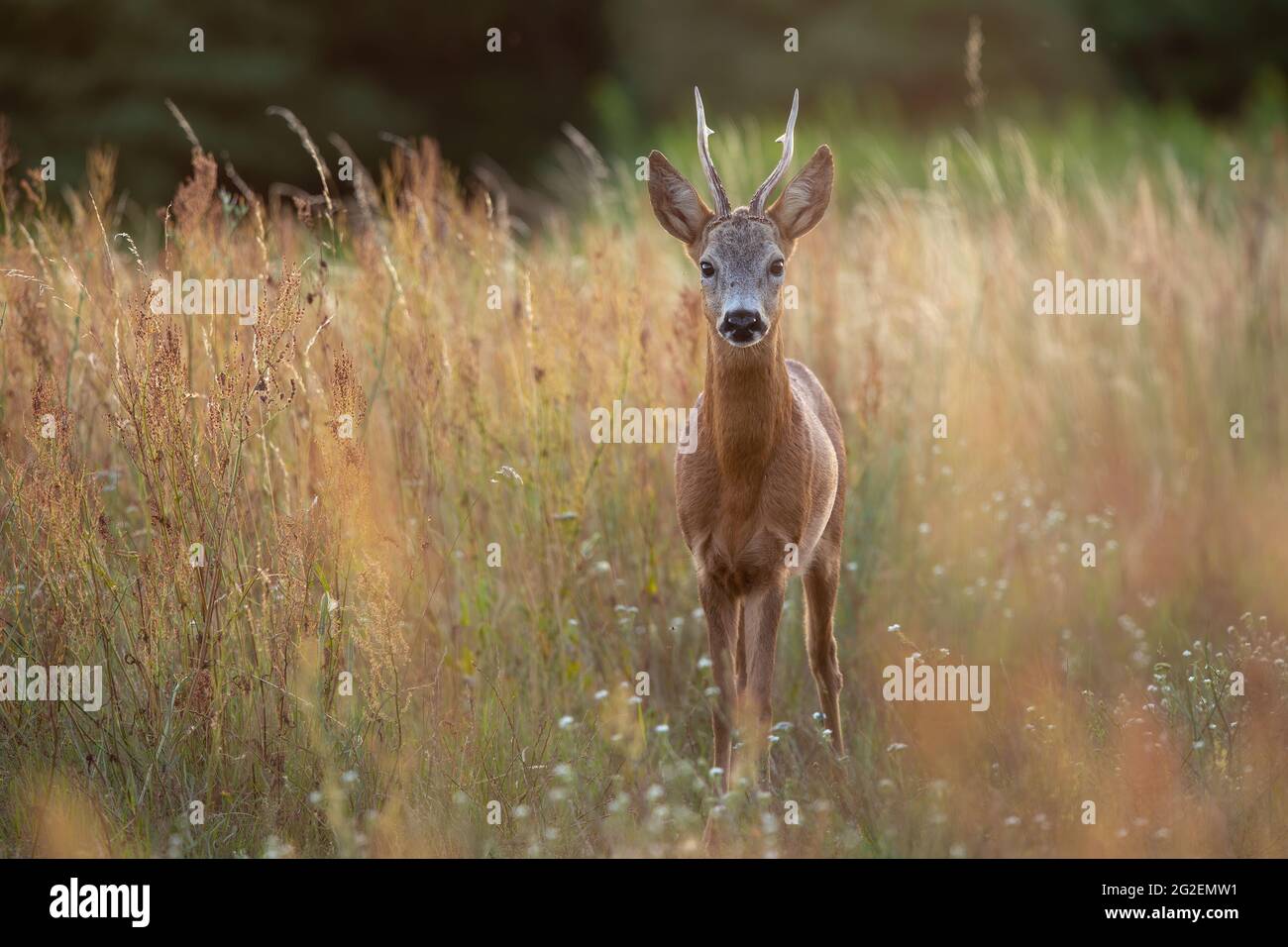 Pied de cerf de Virginie debout dans une grande herbe sèche sur un pré en été nature Banque D'Images