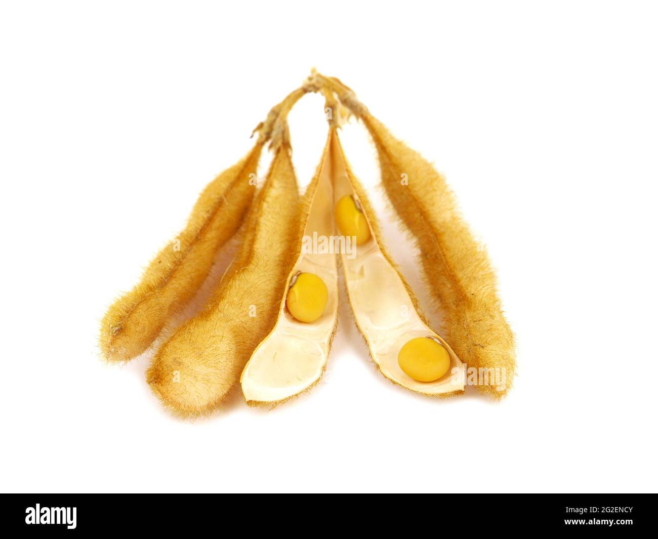 Gousse de soja et graines isolées sur blanc, Glycine max Banque D'Images