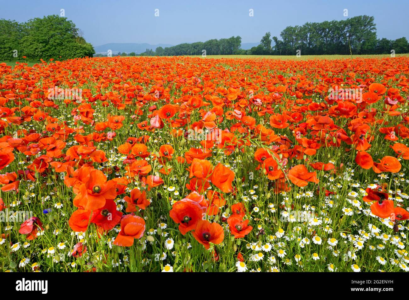 Champs de pavot, de pavot à maïs (Papaver rhoeas) et de camomille sauvage (Tanacetum parthenium) sur un champ, Rhénanie-Palatinat, Allemagne, Europe Banque D'Images