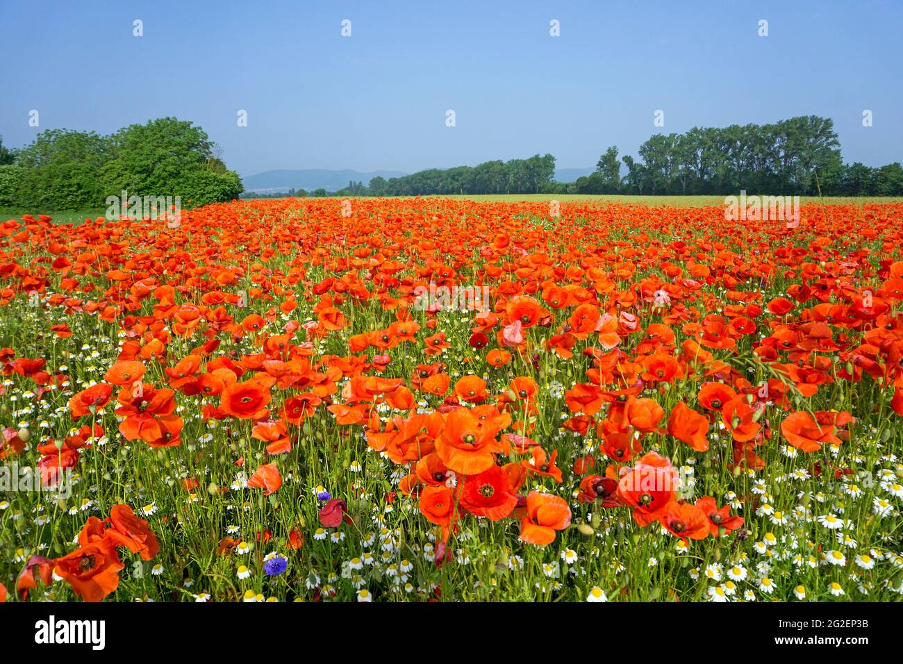 Champs de pavot, de pavot à maïs (Papaver rhoeas) et de camomille sauvage (Tanacetum parthenium) sur un champ, Rhénanie-Palatinat, Allemagne, Europe Banque D'Images