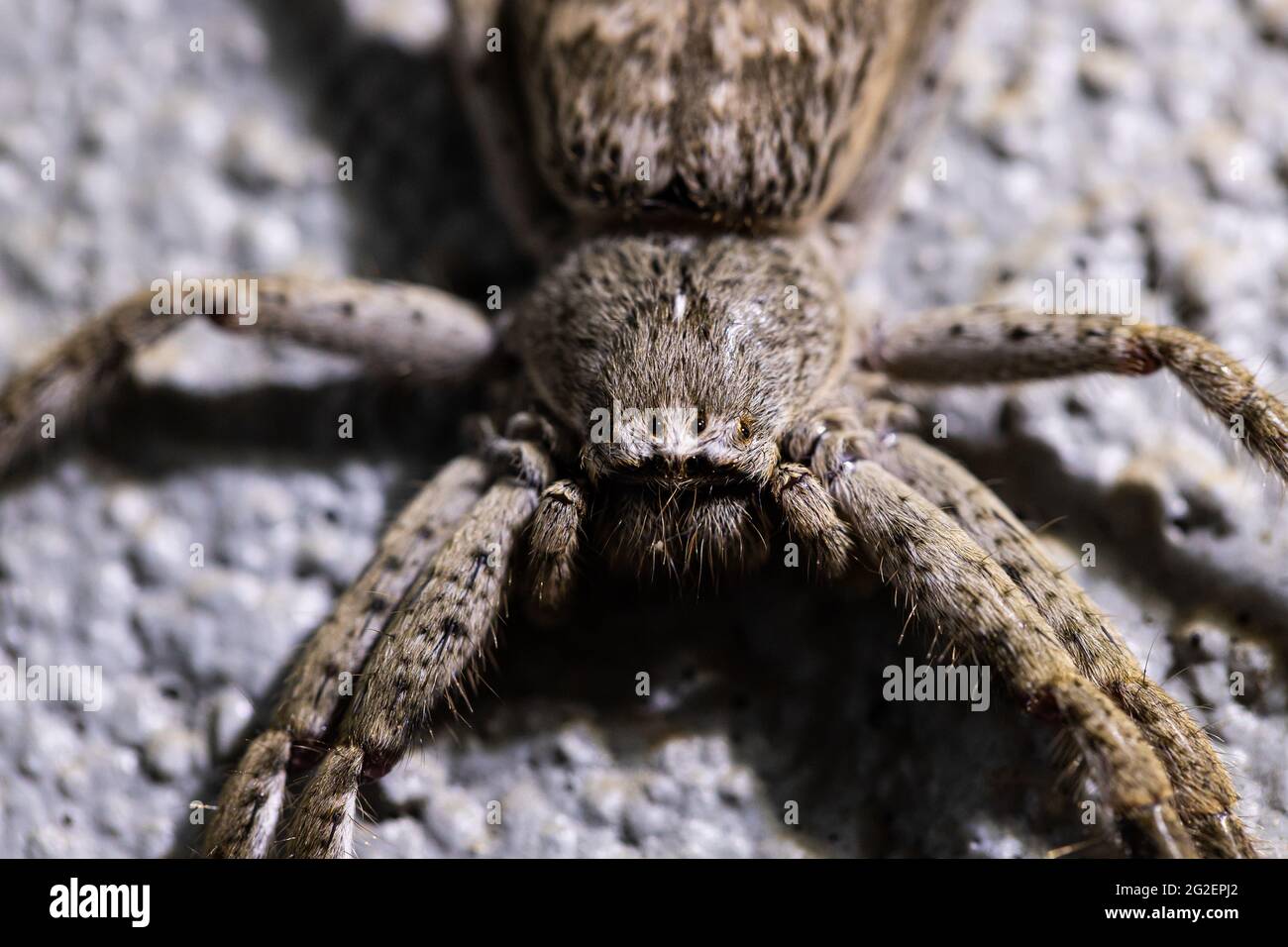 Araignée pattes longues Banque de photographies et d’images à haute résolution Alamy
