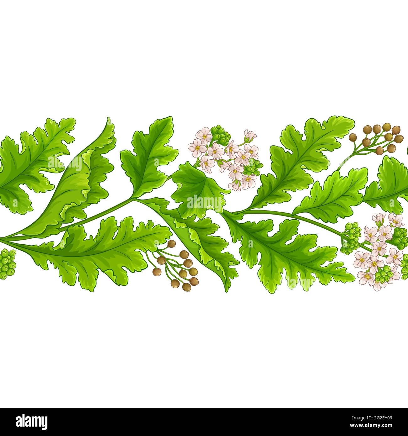 motif de plante crambe sur fond blanc Illustration de Vecteur
