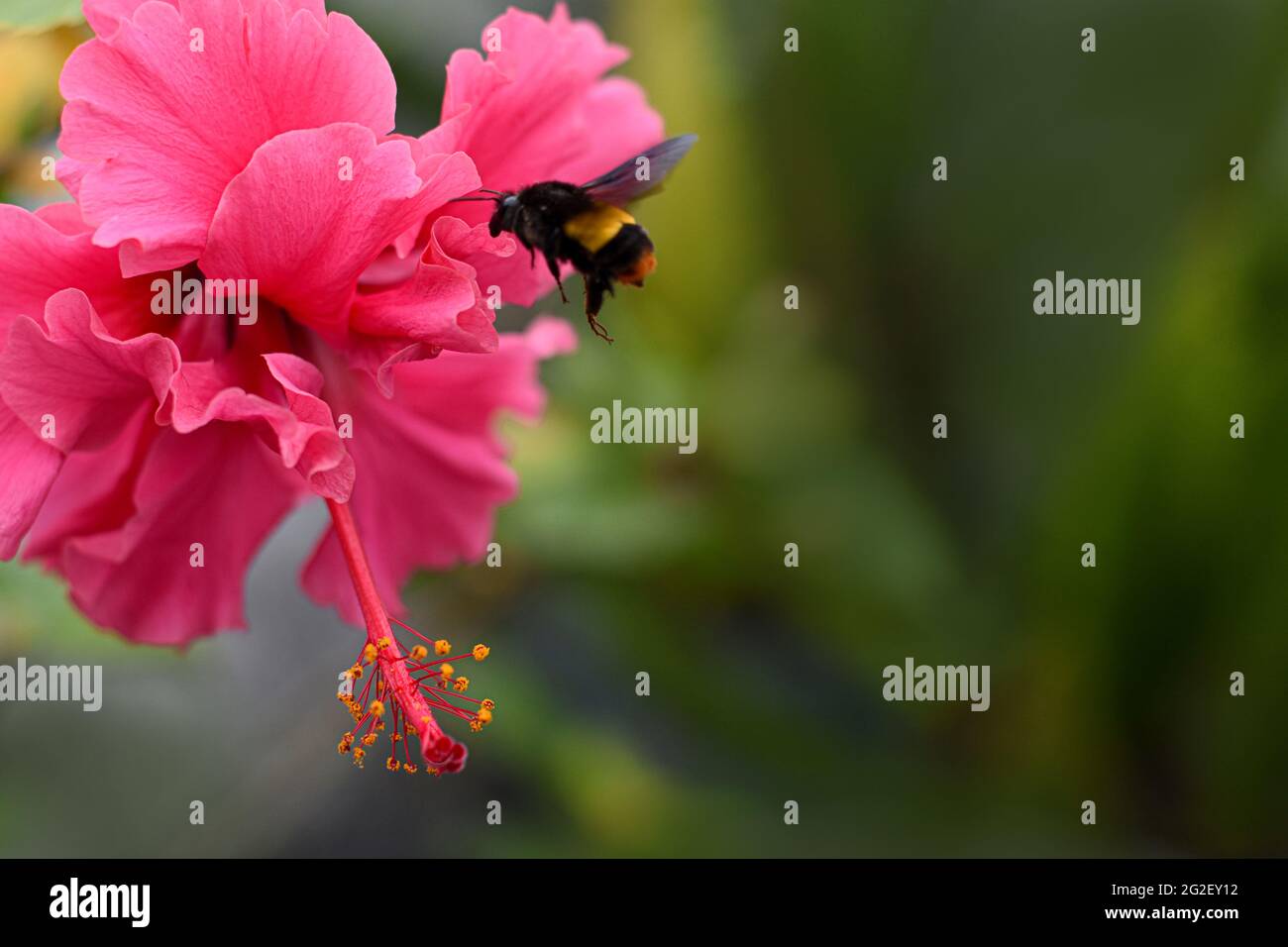 Hibiscus rosa-sinensis est un arbuste bushy et toujours vert. Communément connu sous le nom de rose de Chine, pétales rouges avec la stigmatisation du pollen jaune. Banque D'Images