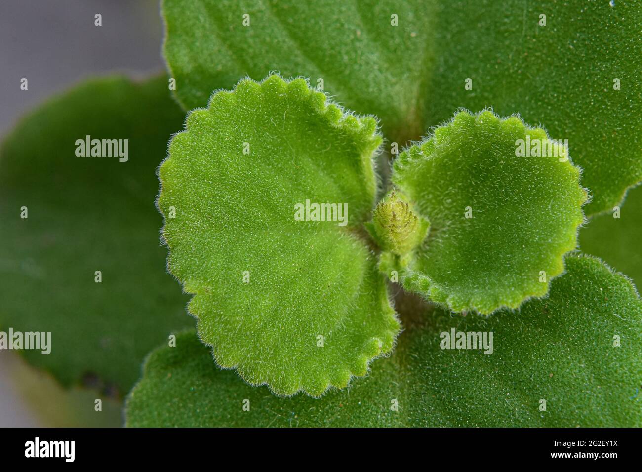 Plectranthus amboinicus, communément connu sous le nom d'origan, est une plante vivace charnue tendre et épaisse, une plante herbacée. Banque D'Images