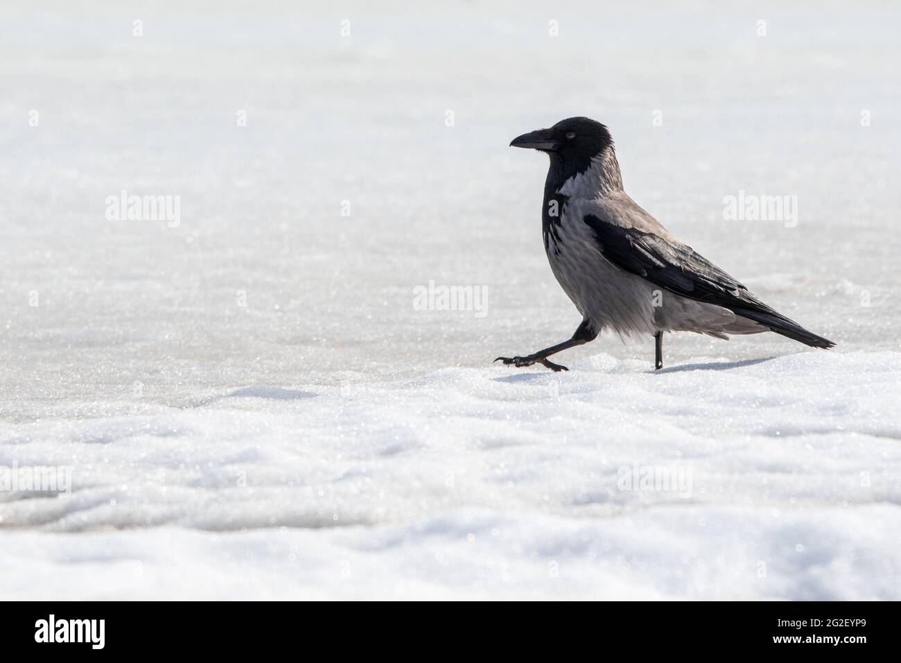 Un Crow à capuche marchant sur la neige Banque D'Images