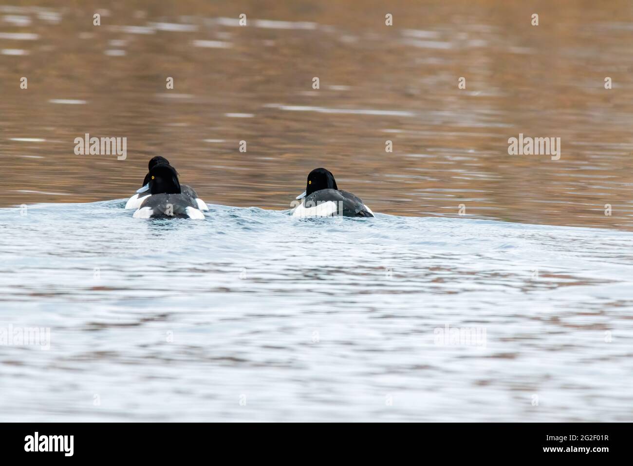 un canard observe la nature et cherche de la nourriture Banque D'Images