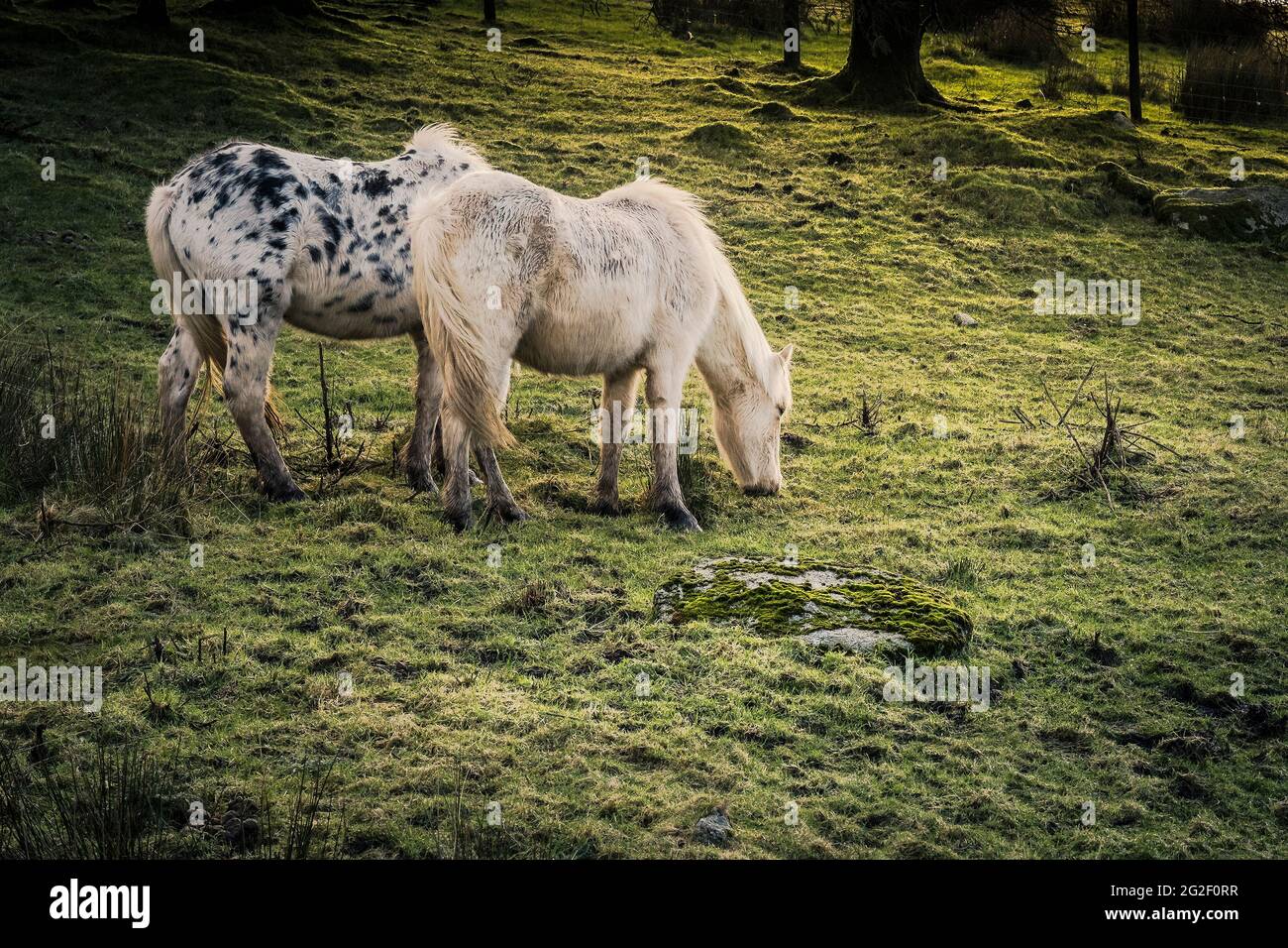 Des étangs bodmin sauvages emblématiques qui paissent sur le bodmin Moor dans les Cornouailles. Banque D'Images